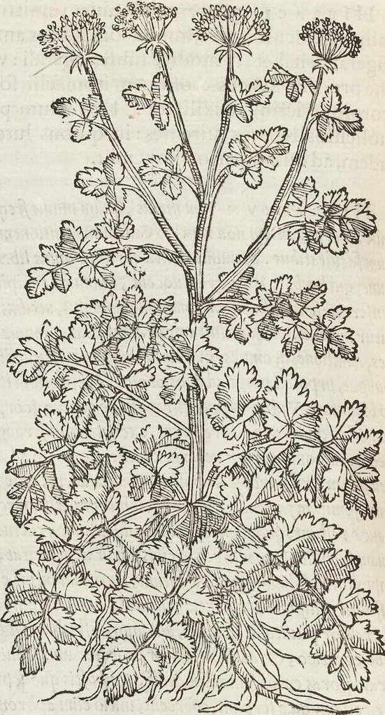An illustration from Petri Andreae Matthioli Medici Senensis Commentarii, In Libros Sex Pedacii Dioscoridis Anazarbei, De Medica Materia: Adiectis quàm plurimis plantarum & animalium imaginibus, eodem authore, 1554, leaf 416