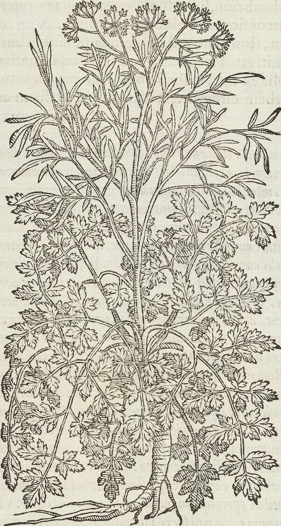 An illustration from Petri Andreae Matthioli Medici Senensis Commentarii, In Libros Sex Pedacii Dioscoridis Anazarbei, De Medica Materia: Adiectis quàm plurimis plantarum & animalium imaginibus, eodem authore, 1554, leaf 416