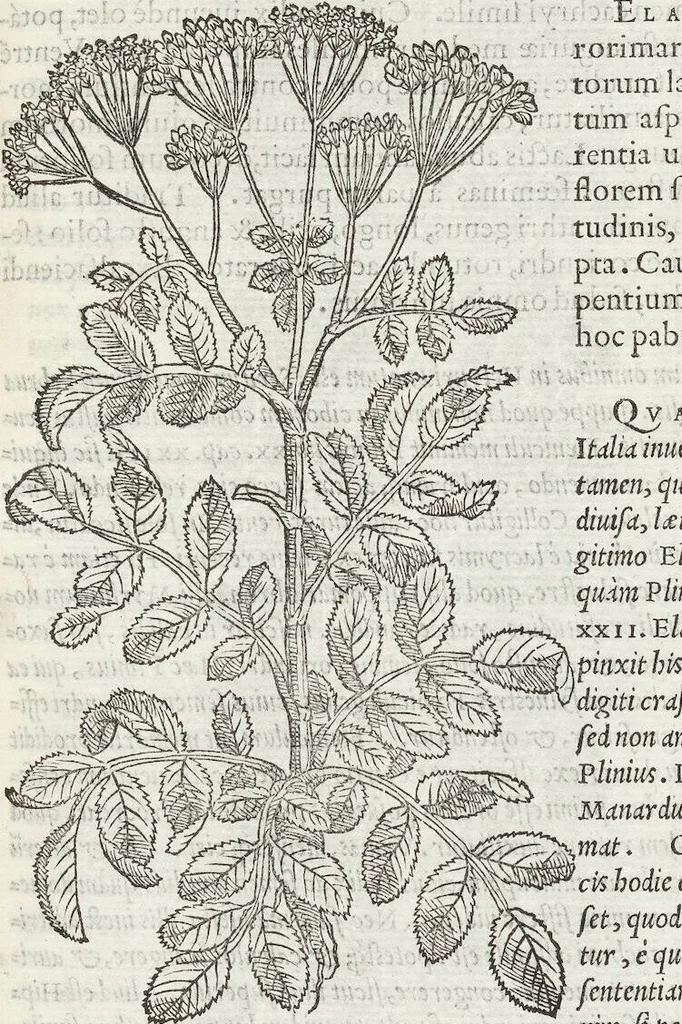 An illustration from Petri Andreae Matthioli Medici Senensis Commentarii, In Libros Sex Pedacii Dioscoridis Anazarbei, De Medica Materia: Adiectis quàm plurimis plantarum & animalium imaginibus, eodem authore, 1554, leaf 419