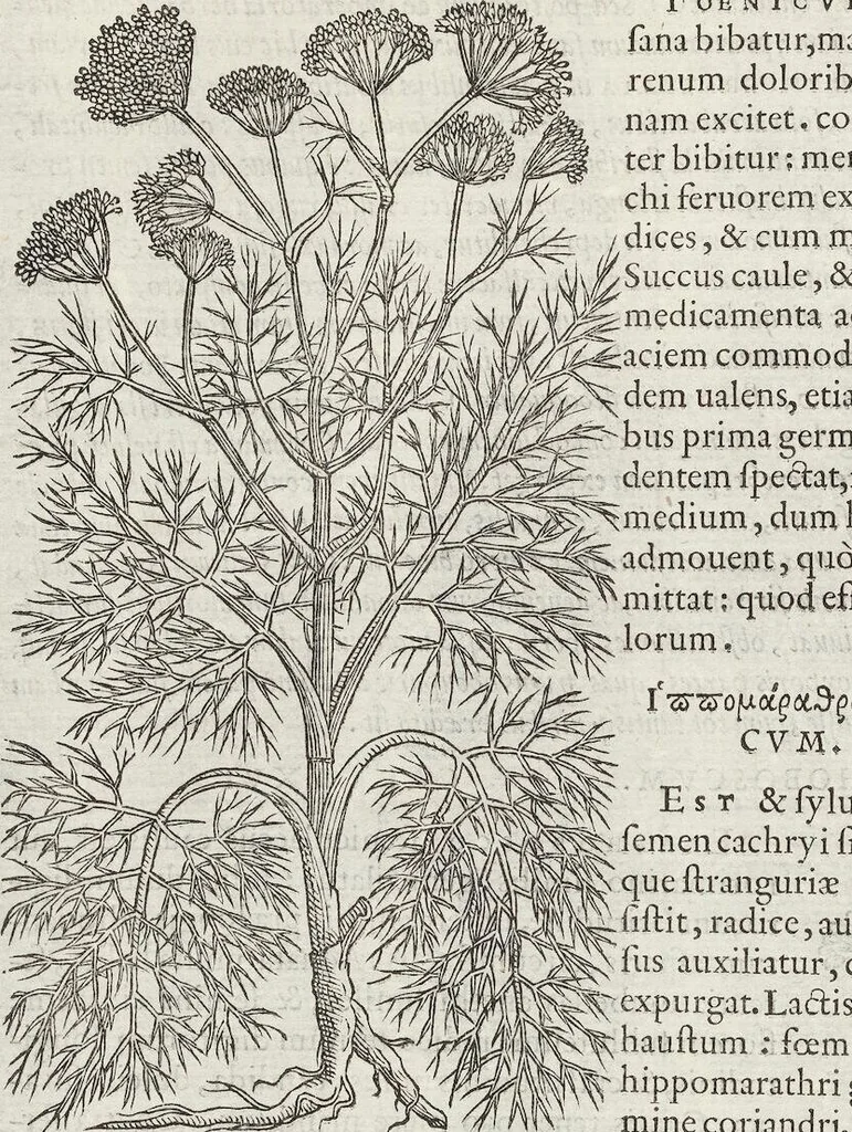 An illustration from Petri Andreae Matthioli Medici Senensis Commentarii, In Libros Sex Pedacii Dioscoridis Anazarbei, De Medica Materia: Adiectis quàm plurimis plantarum & animalium imaginibus, eodem authore, 1554, leaf 420