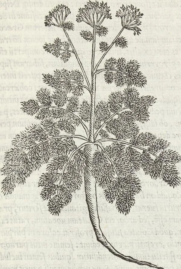 An illustration from Petri Andreae Matthioli Medici Senensis Commentarii, In Libros Sex Pedacii Dioscoridis Anazarbei, De Medica Materia: Adiectis quàm plurimis plantarum & animalium imaginibus, eodem authore, 1554, leaf 421