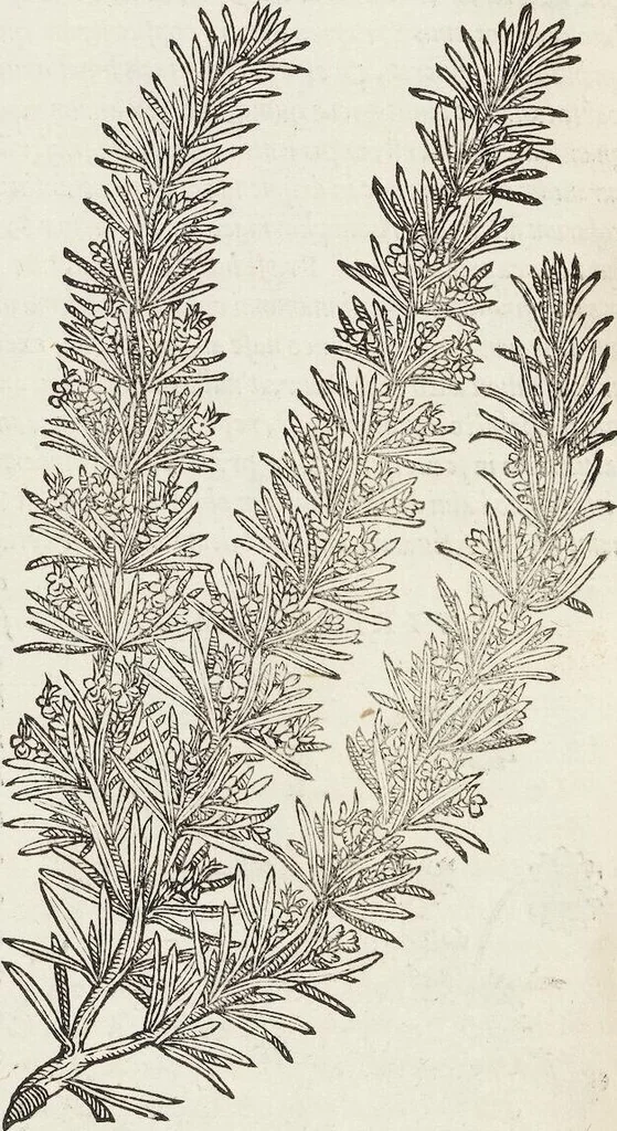 An illustration from Petri Andreae Matthioli Medici Senensis Commentarii, In Libros Sex Pedacii Dioscoridis Anazarbei, De Medica Materia: Adiectis quàm plurimis plantarum & animalium imaginibus, eodem authore, 1554, leaf 424