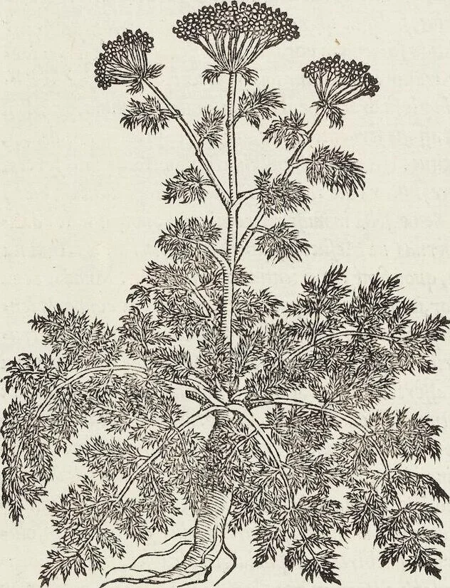 An illustration from Petri Andreae Matthioli Medici Senensis Commentarii, In Libros Sex Pedacii Dioscoridis Anazarbei, De Medica Materia: Adiectis quàm plurimis plantarum & animalium imaginibus, eodem authore, 1554, leaf 424