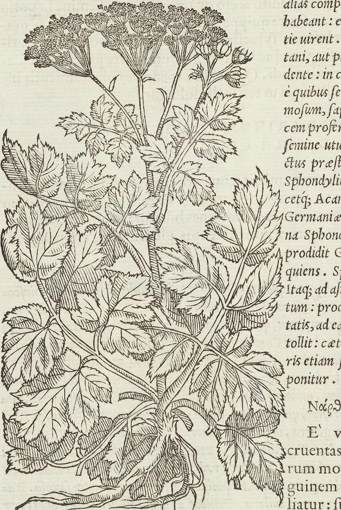 An illustration from Petri Andreae Matthioli Medici Senensis Commentarii, In Libros Sex Pedacii Dioscoridis Anazarbei, De Medica Materia: Adiectis quàm plurimis plantarum & animalium imaginibus, eodem authore, 1554, leaf 426