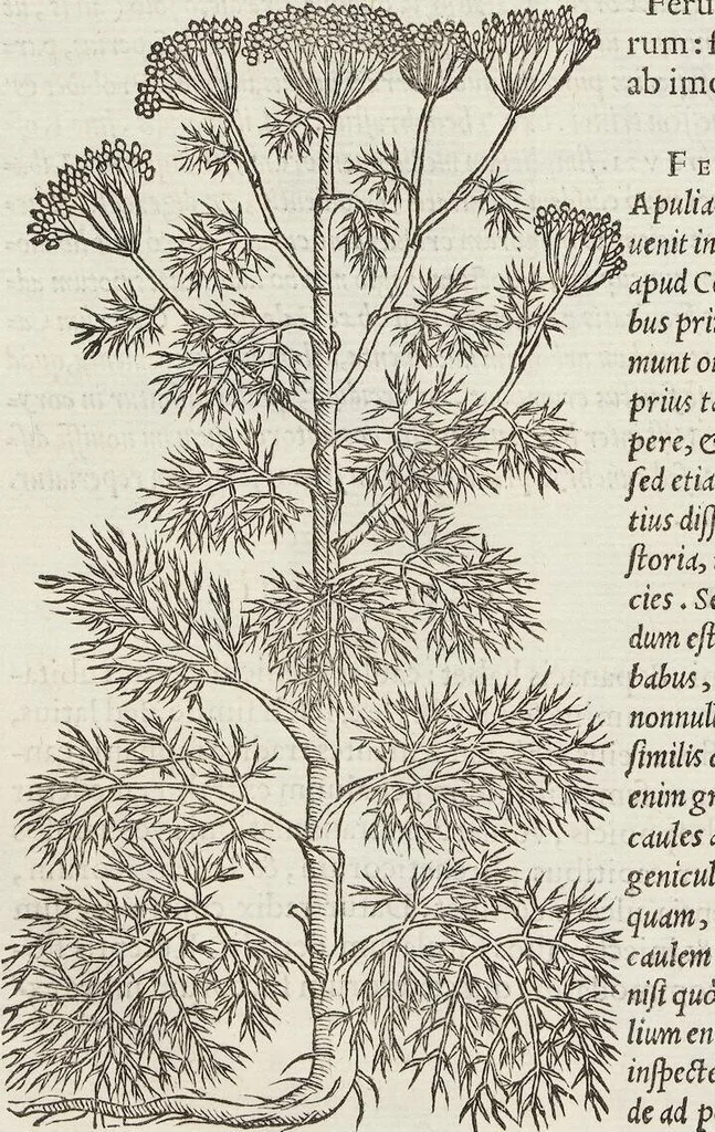An illustration from Petri Andreae Matthioli Medici Senensis Commentarii, In Libros Sex Pedacii Dioscoridis Anazarbei, De Medica Materia: Adiectis quàm plurimis plantarum & animalium imaginibus, eodem authore, 1554, leaf 426