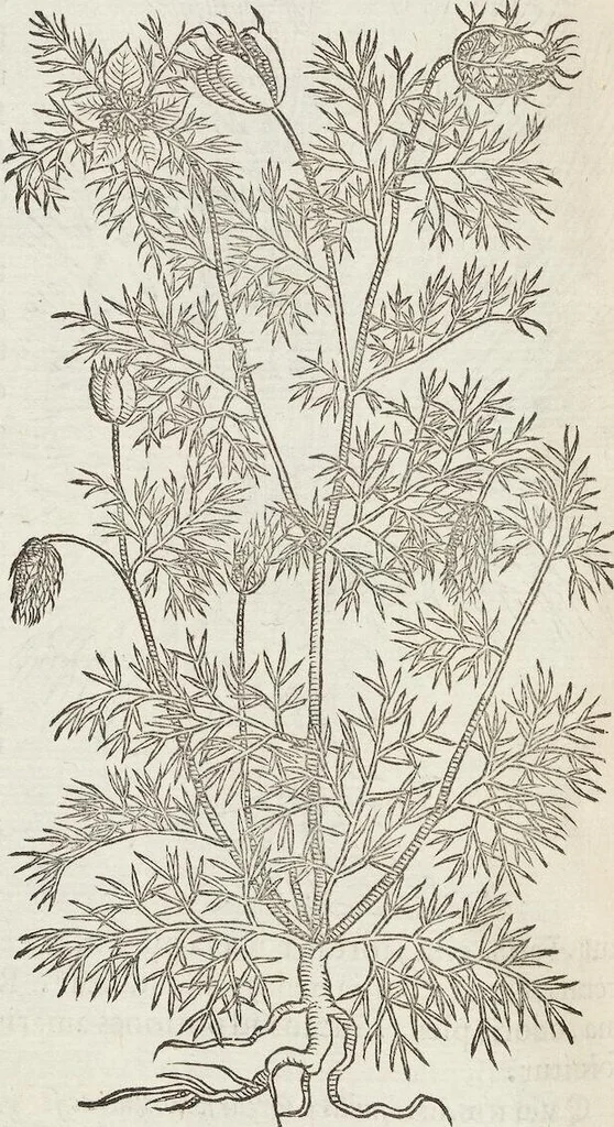 An illustration from Petri Andreae Matthioli Medici Senensis Commentarii, In Libros Sex Pedacii Dioscoridis Anazarbei, De Medica Materia: Adiectis quàm plurimis plantarum & animalium imaginibus, eodem authore, 1554, leaf 428