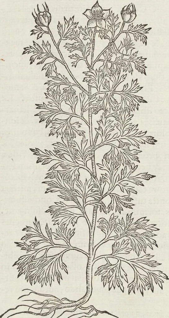 An illustration from Petri Andreae Matthioli Medici Senensis Commentarii, In Libros Sex Pedacii Dioscoridis Anazarbei, De Medica Materia: Adiectis quàm plurimis plantarum & animalium imaginibus, eodem authore, 1554, leaf 428