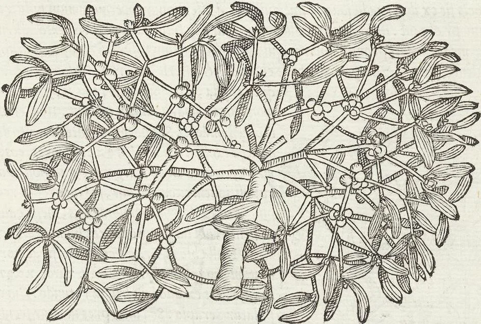 An illustration from Petri Andreae Matthioli Medici Senensis Commentarii, In Libros Sex Pedacii Dioscoridis Anazarbei, De Medica Materia: Adiectis quàm plurimis plantarum & animalium imaginibus, eodem authore, 1554, leaf 435