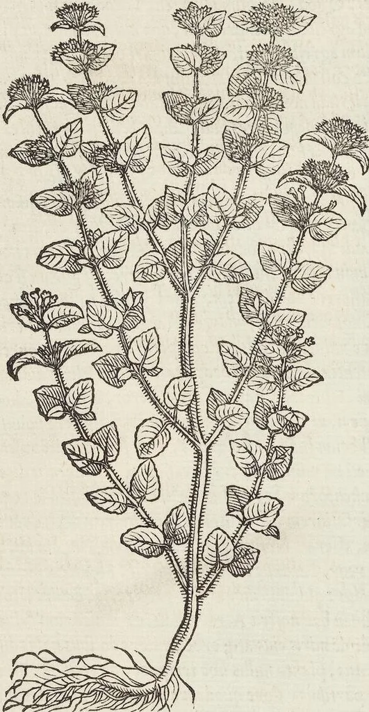 An illustration from Petri Andreae Matthioli Medici Senensis Commentarii, In Libros Sex Pedacii Dioscoridis Anazarbei, De Medica Materia: Adiectis quàm plurimis plantarum & animalium imaginibus, eodem authore, 1554, leaf 440