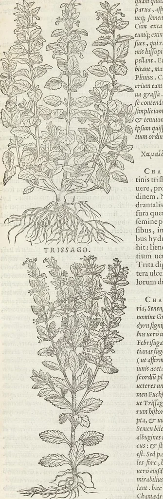 An illustration from Petri Andreae Matthioli Medici Senensis Commentarii, In Libros Sex Pedacii Dioscoridis Anazarbei, De Medica Materia: Adiectis quàm plurimis plantarum & animalium imaginibus, eodem authore, 1554, leaf 441