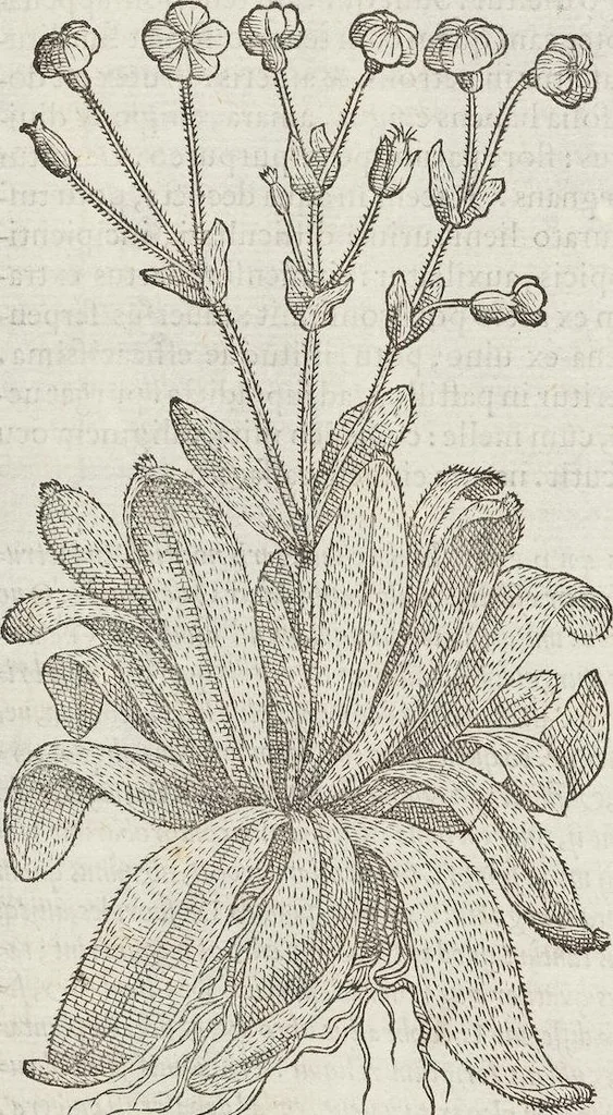 An illustration from Petri Andreae Matthioli Medici Senensis Commentarii, In Libros Sex Pedacii Dioscoridis Anazarbei, De Medica Materia: Adiectis quàm plurimis plantarum & animalium imaginibus, eodem authore, 1554, leaf 442