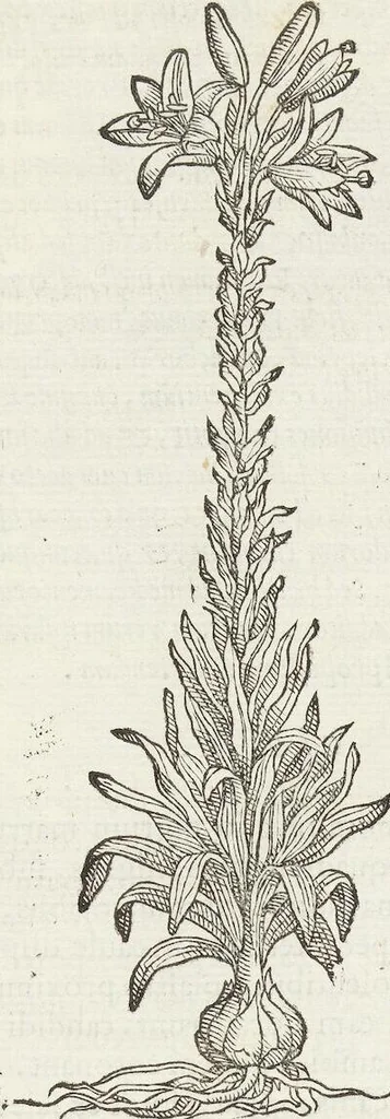 An illustration from Petri Andreae Matthioli Medici Senensis Commentarii, In Libros Sex Pedacii Dioscoridis Anazarbei, De Medica Materia: Adiectis quàm plurimis plantarum & animalium imaginibus, eodem authore, 1554, leaf 443