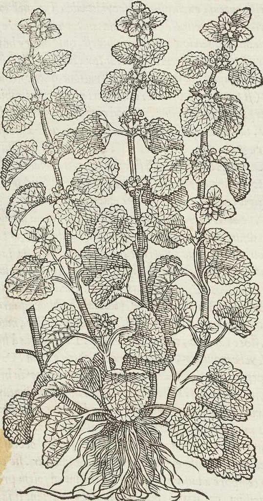 An illustration from Petri Andreae Matthioli Medici Senensis Commentarii, In Libros Sex Pedacii Dioscoridis Anazarbei, De Medica Materia: Adiectis quàm plurimis plantarum & animalium imaginibus, eodem authore, 1554, leaf 444
