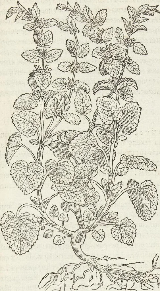 An illustration from Petri Andreae Matthioli Medici Senensis Commentarii, In Libros Sex Pedacii Dioscoridis Anazarbei, De Medica Materia: Adiectis quàm plurimis plantarum & animalium imaginibus, eodem authore, 1554, leaf 445