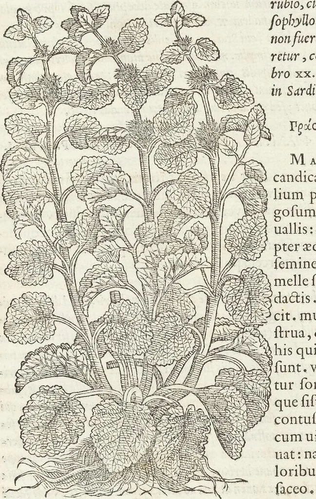 An illustration from Petri Andreae Matthioli Medici Senensis Commentarii, In Libros Sex Pedacii Dioscoridis Anazarbei, De Medica Materia: Adiectis quàm plurimis plantarum & animalium imaginibus, eodem authore, 1554, leaf 445