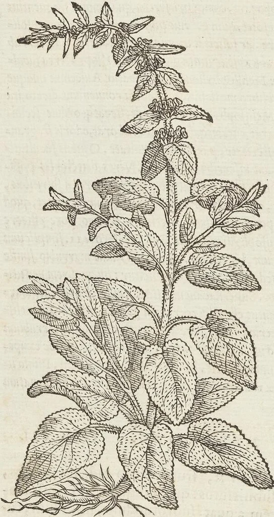 An illustration from Petri Andreae Matthioli Medici Senensis Commentarii, In Libros Sex Pedacii Dioscoridis Anazarbei, De Medica Materia: Adiectis quàm plurimis plantarum & animalium imaginibus, eodem authore, 1554, leaf 446