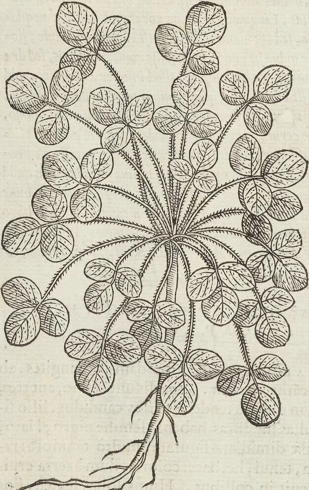 An illustration from Petri Andreae Matthioli Medici Senensis Commentarii, In Libros Sex Pedacii Dioscoridis Anazarbei, De Medica Materia: Adiectis quàm plurimis plantarum & animalium imaginibus, eodem authore, 1554, leaf 448