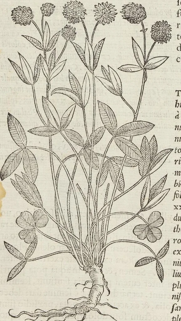 An illustration from Petri Andreae Matthioli Medici Senensis Commentarii, In Libros Sex Pedacii Dioscoridis Anazarbei, De Medica Materia: Adiectis quàm plurimis plantarum & animalium imaginibus, eodem authore, 1554, leaf 448