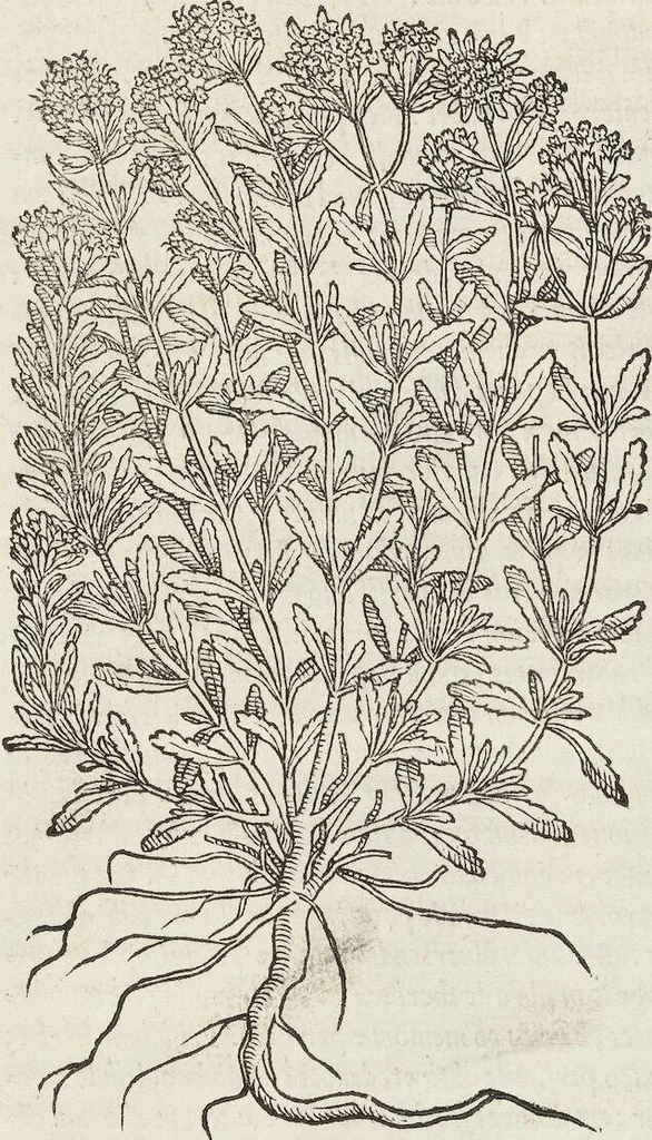 An illustration from Petri Andreae Matthioli Medici Senensis Commentarii, In Libros Sex Pedacii Dioscoridis Anazarbei, De Medica Materia: Adiectis quàm plurimis plantarum & animalium imaginibus, eodem authore, 1554, leaf 450