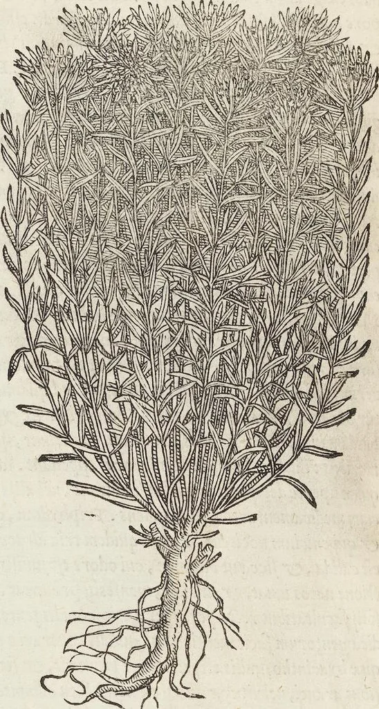 An illustration from Petri Andreae Matthioli Medici Senensis Commentarii, In Libros Sex Pedacii Dioscoridis Anazarbei, De Medica Materia: Adiectis quàm plurimis plantarum & animalium imaginibus, eodem authore, 1554, leaf 450