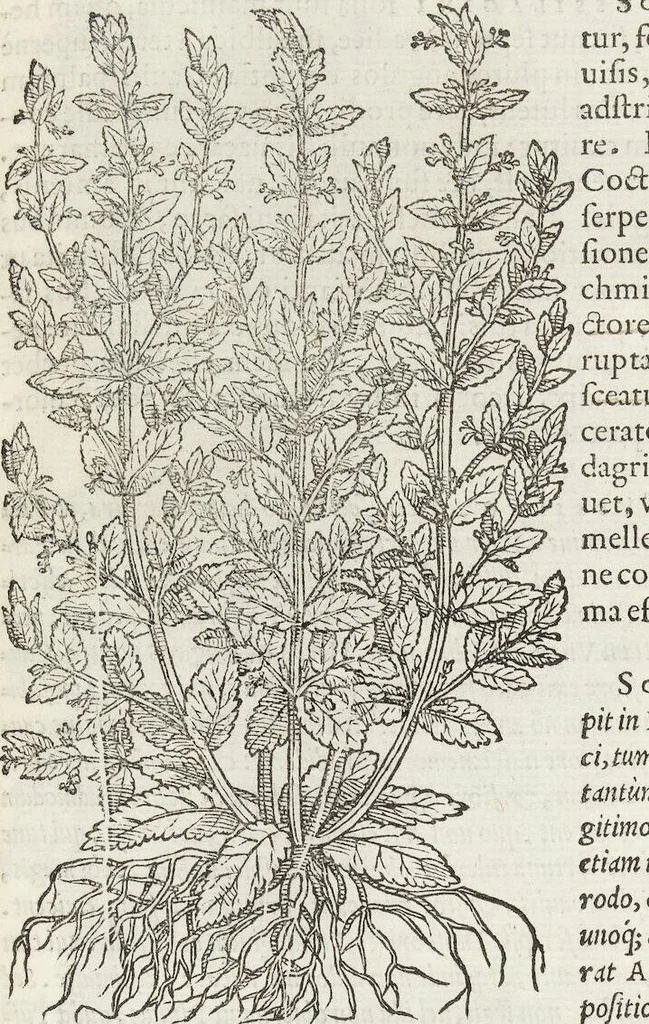 An illustration from Petri Andreae Matthioli Medici Senensis Commentarii, In Libros Sex Pedacii Dioscoridis Anazarbei, De Medica Materia: Adiectis quàm plurimis plantarum & animalium imaginibus, eodem authore, 1554, leaf 451
