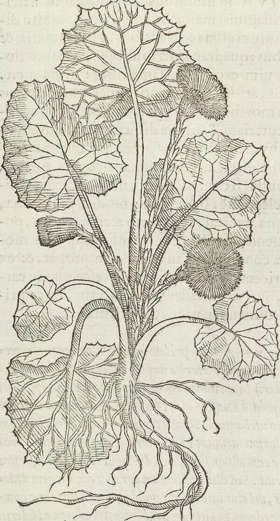 An illustration from Petri Andreae Matthioli Medici Senensis Commentarii, In Libros Sex Pedacii Dioscoridis Anazarbei, De Medica Materia: Adiectis quàm plurimis plantarum & animalium imaginibus, eodem authore, 1554, leaf 452