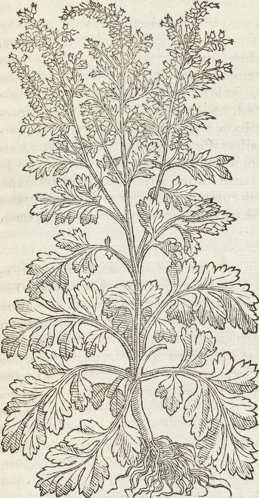 An illustration from Petri Andreae Matthioli Medici Senensis Commentarii, In Libros Sex Pedacii Dioscoridis Anazarbei, De Medica Materia: Adiectis quàm plurimis plantarum & animalium imaginibus, eodem authore, 1554, leaf 453