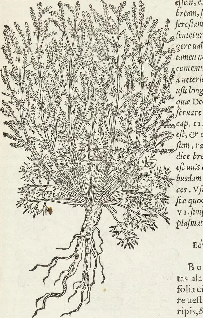 An illustration from Petri Andreae Matthioli Medici Senensis Commentarii, In Libros Sex Pedacii Dioscoridis Anazarbei, De Medica Materia: Adiectis quàm plurimis plantarum & animalium imaginibus, eodem authore, 1554, leaf 455