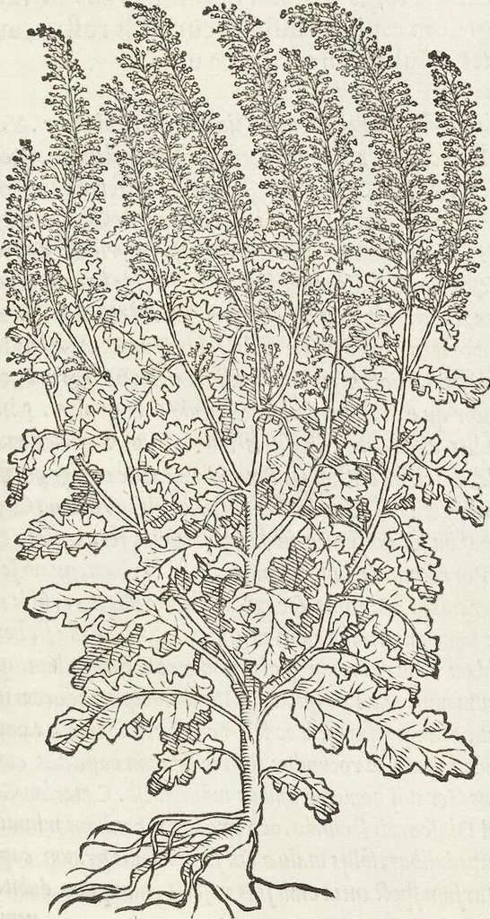 An illustration from Petri Andreae Matthioli Medici Senensis Commentarii, In Libros Sex Pedacii Dioscoridis Anazarbei, De Medica Materia: Adiectis quàm plurimis plantarum & animalium imaginibus, eodem authore, 1554, leaf 455