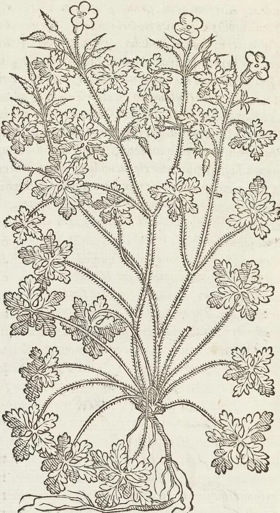 An illustration from Petri Andreae Matthioli Medici Senensis Commentarii, In Libros Sex Pedacii Dioscoridis Anazarbei, De Medica Materia: Adiectis quàm plurimis plantarum & animalium imaginibus, eodem authore, 1554, leaf 456
