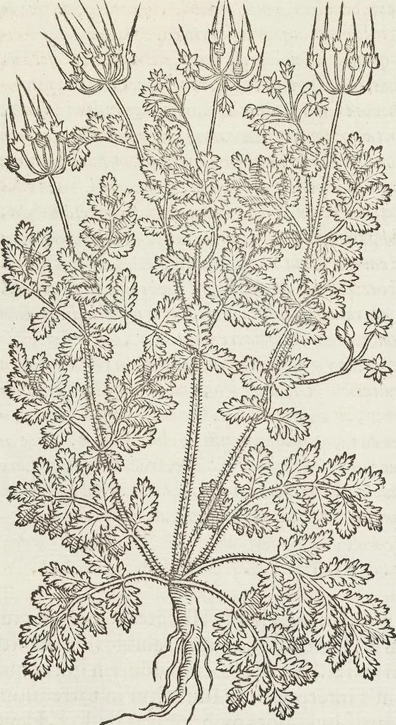 An illustration from Petri Andreae Matthioli Medici Senensis Commentarii, In Libros Sex Pedacii Dioscoridis Anazarbei, De Medica Materia: Adiectis quàm plurimis plantarum & animalium imaginibus, eodem authore, 1554, leaf 456