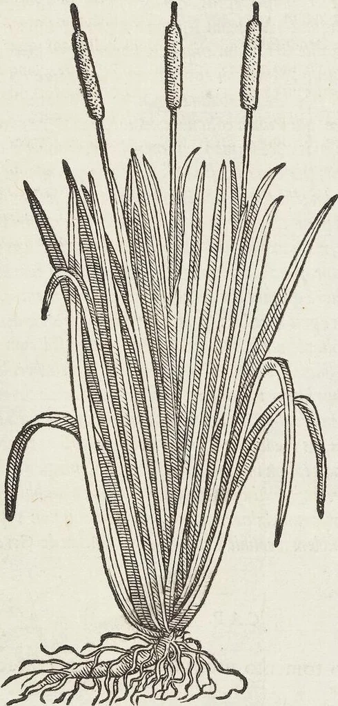 An illustration from Petri Andreae Matthioli Medici Senensis Commentarii, In Libros Sex Pedacii Dioscoridis Anazarbei, De Medica Materia: Adiectis quàm plurimis plantarum & animalium imaginibus, eodem authore, 1554, leaf 458
