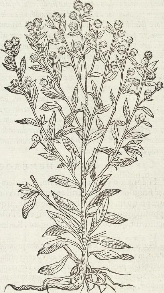An illustration from Petri Andreae Matthioli Medici Senensis Commentarii, In Libros Sex Pedacii Dioscoridis Anazarbei, De Medica Materia: Adiectis quàm plurimis plantarum & animalium imaginibus, eodem authore, 1554, leaf 459