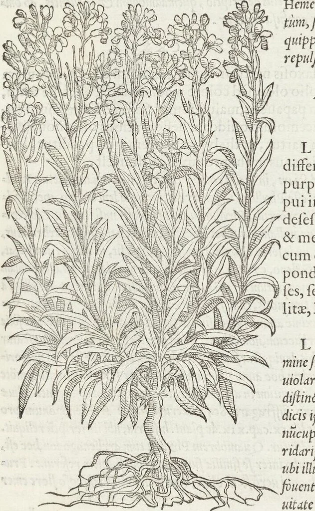 An illustration from Petri Andreae Matthioli Medici Senensis Commentarii, In Libros Sex Pedacii Dioscoridis Anazarbei, De Medica Materia: Adiectis quàm plurimis plantarum & animalium imaginibus, eodem authore, 1554, leaf 461