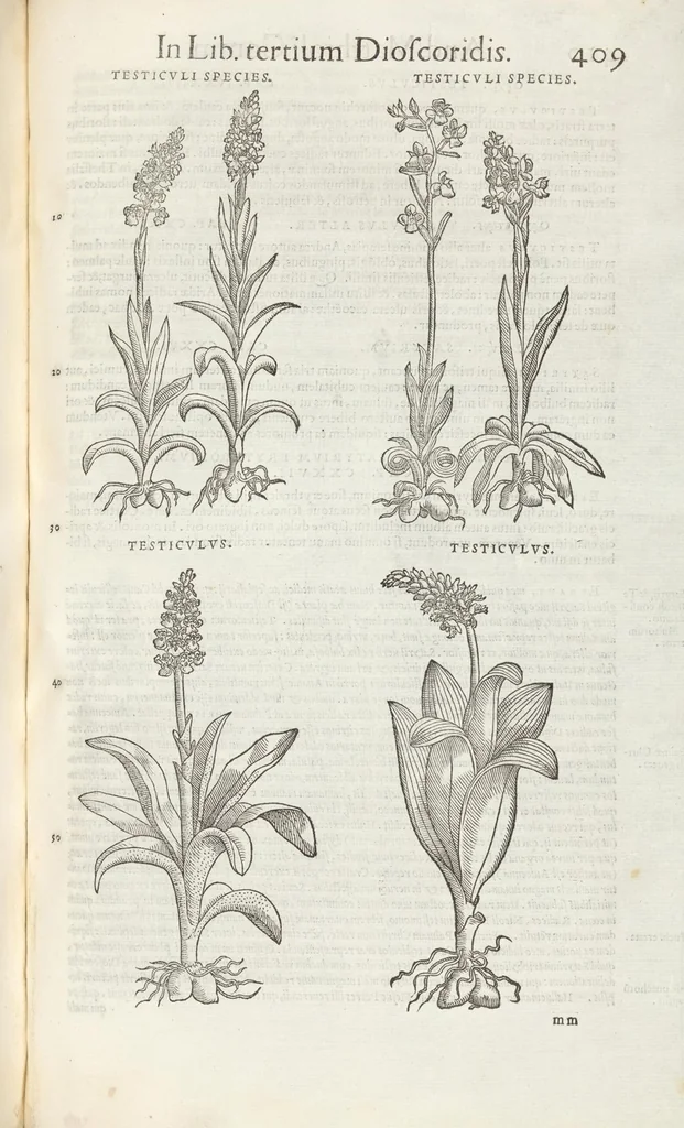An illustration from Petri Andreae Matthioli Medici Senensis Commentarii, In Libros Sex Pedacii Dioscoridis Anazarbei, De Medica Materia: Adiectis quàm plurimis plantarum & animalium imaginibus, eodem authore, 1554, leaf 463