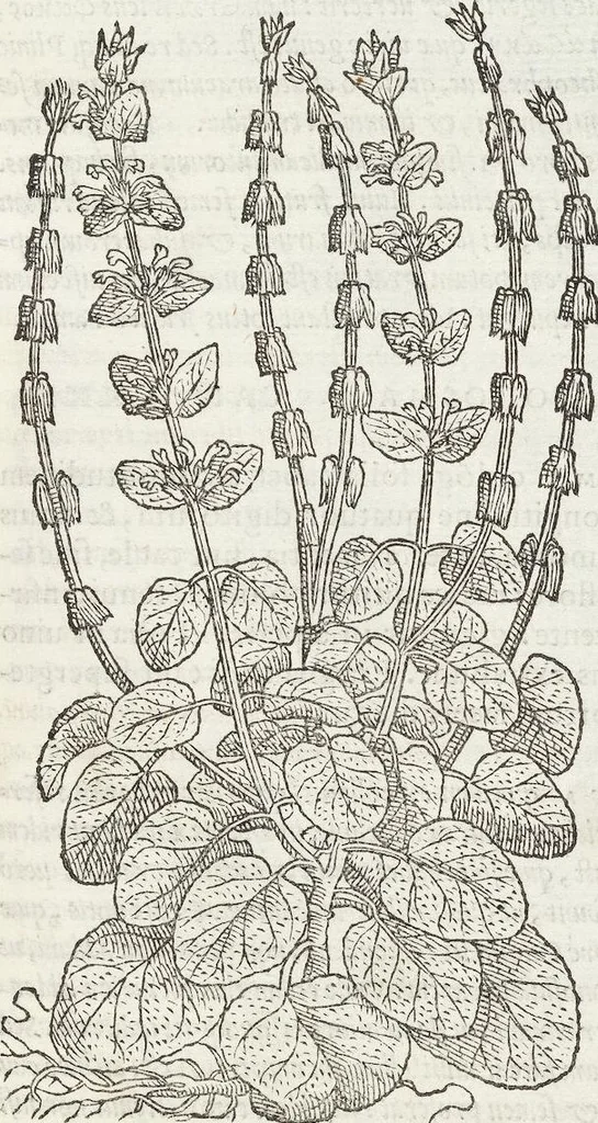 An illustration from Petri Andreae Matthioli Medici Senensis Commentarii, In Libros Sex Pedacii Dioscoridis Anazarbei, De Medica Materia: Adiectis quàm plurimis plantarum & animalium imaginibus, eodem authore, 1554, leaf 465