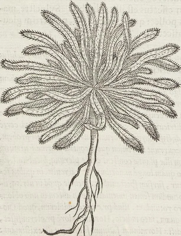An illustration from Petri Andreae Matthioli Medici Senensis Commentarii, In Libros Sex Pedacii Dioscoridis Anazarbei, De Medica Materia: Adiectis quàm plurimis plantarum & animalium imaginibus, eodem authore, 1554, leaf 466