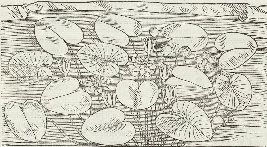 An illustration from Petri Andreae Matthioli Medici Senensis Commentarii, In Libros Sex Pedacii Dioscoridis Anazarbei, De Medica Materia: Adiectis quàm plurimis plantarum & animalium imaginibus, eodem authore, 1554, leaf 467