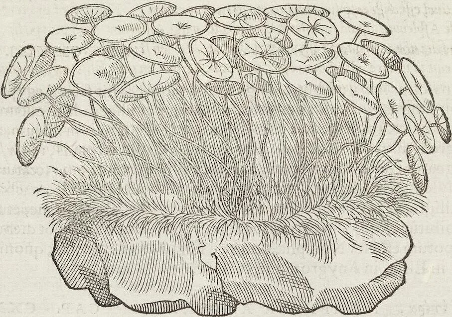 An illustration from Petri Andreae Matthioli Medici Senensis Commentarii, In Libros Sex Pedacii Dioscoridis Anazarbei, De Medica Materia: Adiectis quàm plurimis plantarum & animalium imaginibus, eodem authore, 1554, leaf 468