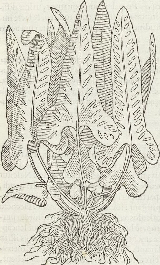 An illustration from Petri Andreae Matthioli Medici Senensis Commentarii, In Libros Sex Pedacii Dioscoridis Anazarbei, De Medica Materia: Adiectis quàm plurimis plantarum & animalium imaginibus, eodem authore, 1554, leaf 469