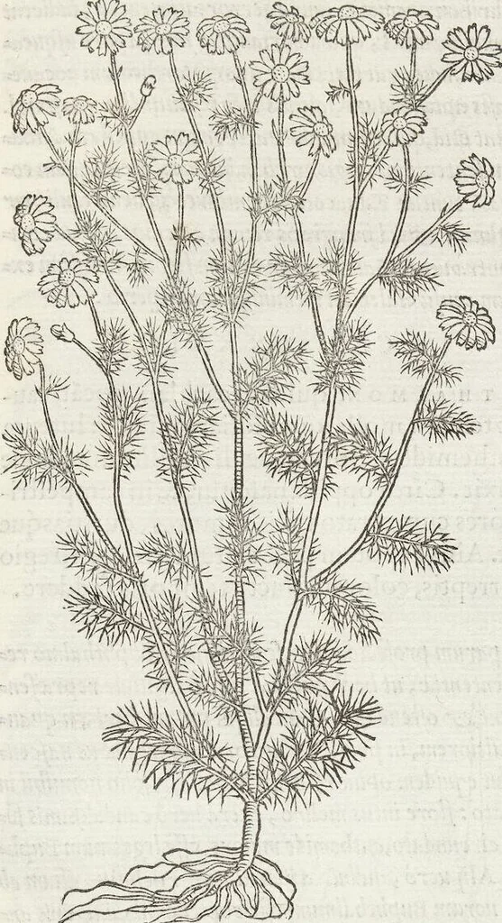 An illustration from Petri Andreae Matthioli Medici Senensis Commentarii, In Libros Sex Pedacii Dioscoridis Anazarbei, De Medica Materia: Adiectis quàm plurimis plantarum & animalium imaginibus, eodem authore, 1554, leaf 471