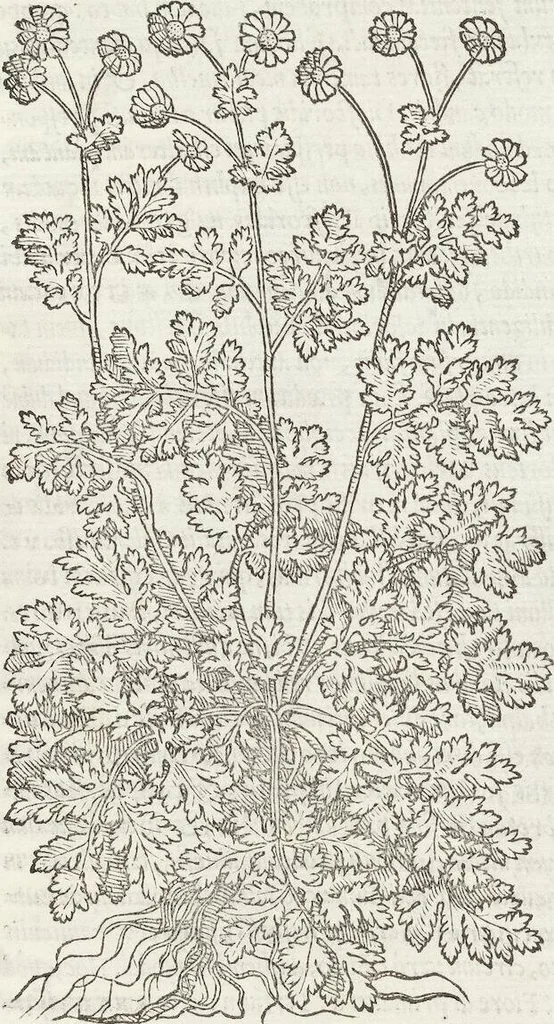 An illustration from Petri Andreae Matthioli Medici Senensis Commentarii, In Libros Sex Pedacii Dioscoridis Anazarbei, De Medica Materia: Adiectis quàm plurimis plantarum & animalium imaginibus, eodem authore, 1554, leaf 471