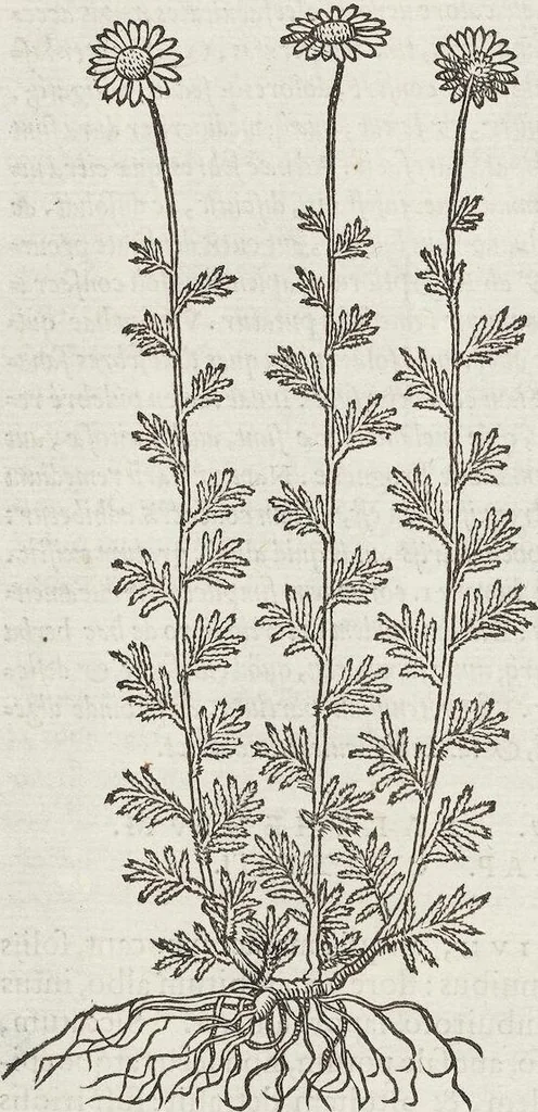An illustration from Petri Andreae Matthioli Medici Senensis Commentarii, In Libros Sex Pedacii Dioscoridis Anazarbei, De Medica Materia: Adiectis quàm plurimis plantarum & animalium imaginibus, eodem authore, 1554, leaf 472