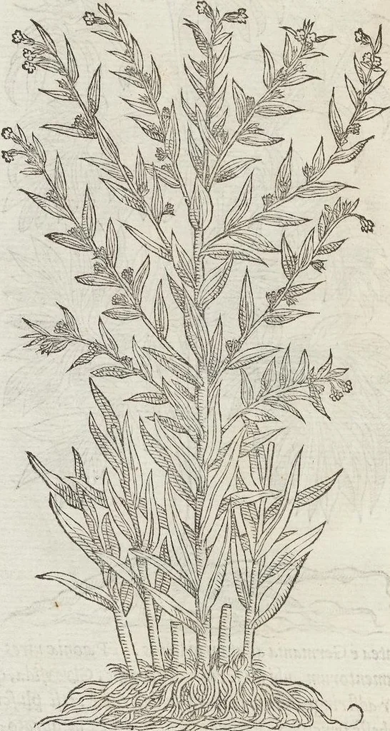 An illustration from Petri Andreae Matthioli Medici Senensis Commentarii, In Libros Sex Pedacii Dioscoridis Anazarbei, De Medica Materia: Adiectis quàm plurimis plantarum & animalium imaginibus, eodem authore, 1554, leaf 474