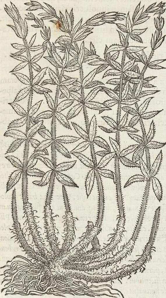 An illustration from Petri Andreae Matthioli Medici Senensis Commentarii, In Libros Sex Pedacii Dioscoridis Anazarbei, De Medica Materia: Adiectis quàm plurimis plantarum & animalium imaginibus, eodem authore, 1554, leaf 475