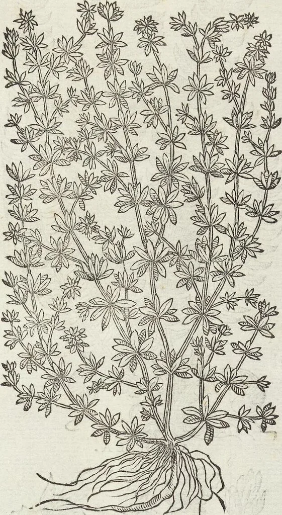 An illustration from Petri Andreae Matthioli Medici Senensis Commentarii, In Libros Sex Pedacii Dioscoridis Anazarbei, De Medica Materia: Adiectis quàm plurimis plantarum & animalium imaginibus, eodem authore, 1554, leaf 475