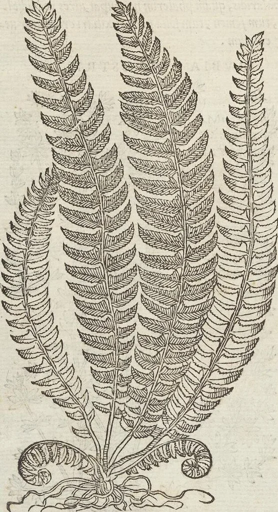 An illustration from Petri Andreae Matthioli Medici Senensis Commentarii, In Libros Sex Pedacii Dioscoridis Anazarbei, De Medica Materia: Adiectis quàm plurimis plantarum & animalium imaginibus, eodem authore, 1554, leaf 476