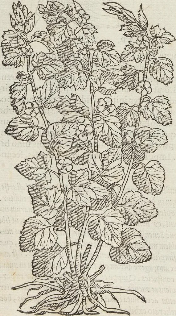 An illustration from Petri Andreae Matthioli Medici Senensis Commentarii, In Libros Sex Pedacii Dioscoridis Anazarbei, De Medica Materia: Adiectis quàm plurimis plantarum & animalium imaginibus, eodem authore, 1554, leaf 476