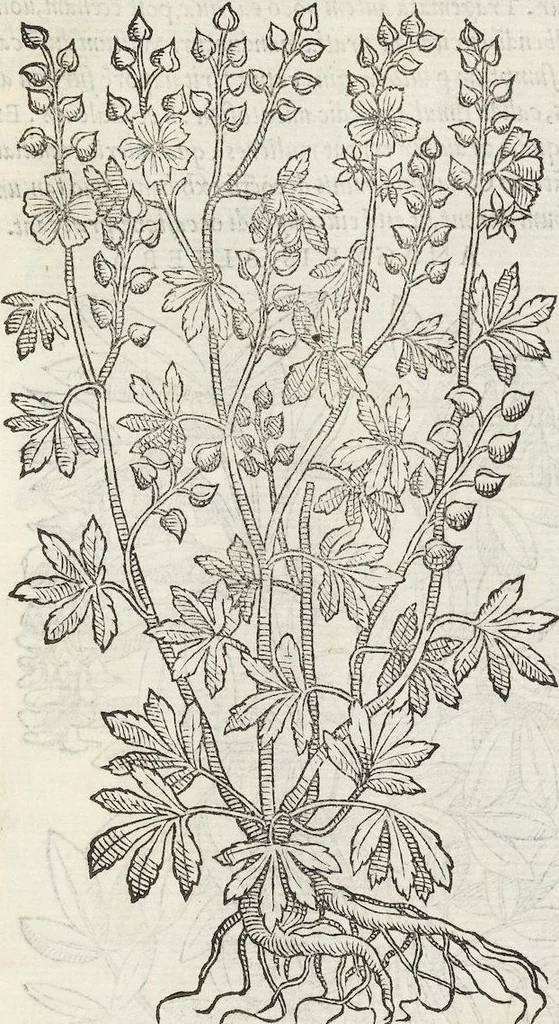 An illustration from Petri Andreae Matthioli Medici Senensis Commentarii, In Libros Sex Pedacii Dioscoridis Anazarbei, De Medica Materia: Adiectis quàm plurimis plantarum & animalium imaginibus, eodem authore, 1554, leaf 477