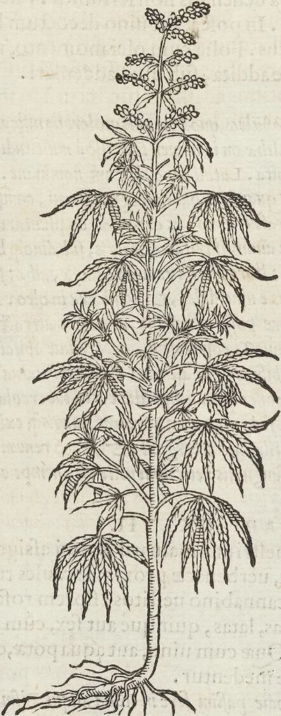An illustration from Petri Andreae Matthioli Medici Senensis Commentarii, In Libros Sex Pedacii Dioscoridis Anazarbei, De Medica Materia: Adiectis quàm plurimis plantarum & animalium imaginibus, eodem authore, 1554, leaf 478